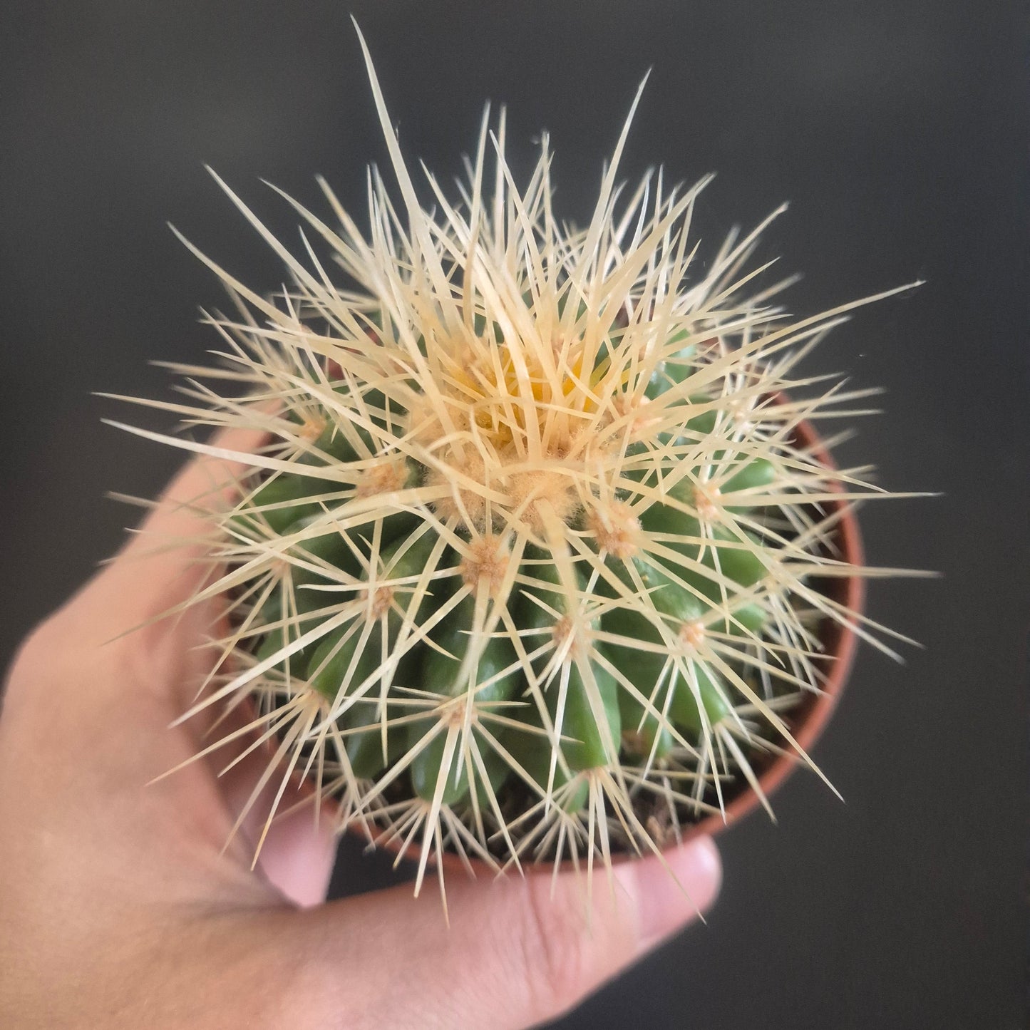 Golden Barrel Cactus  - Echinocactus grusonii - 8.5cm | Houseplant