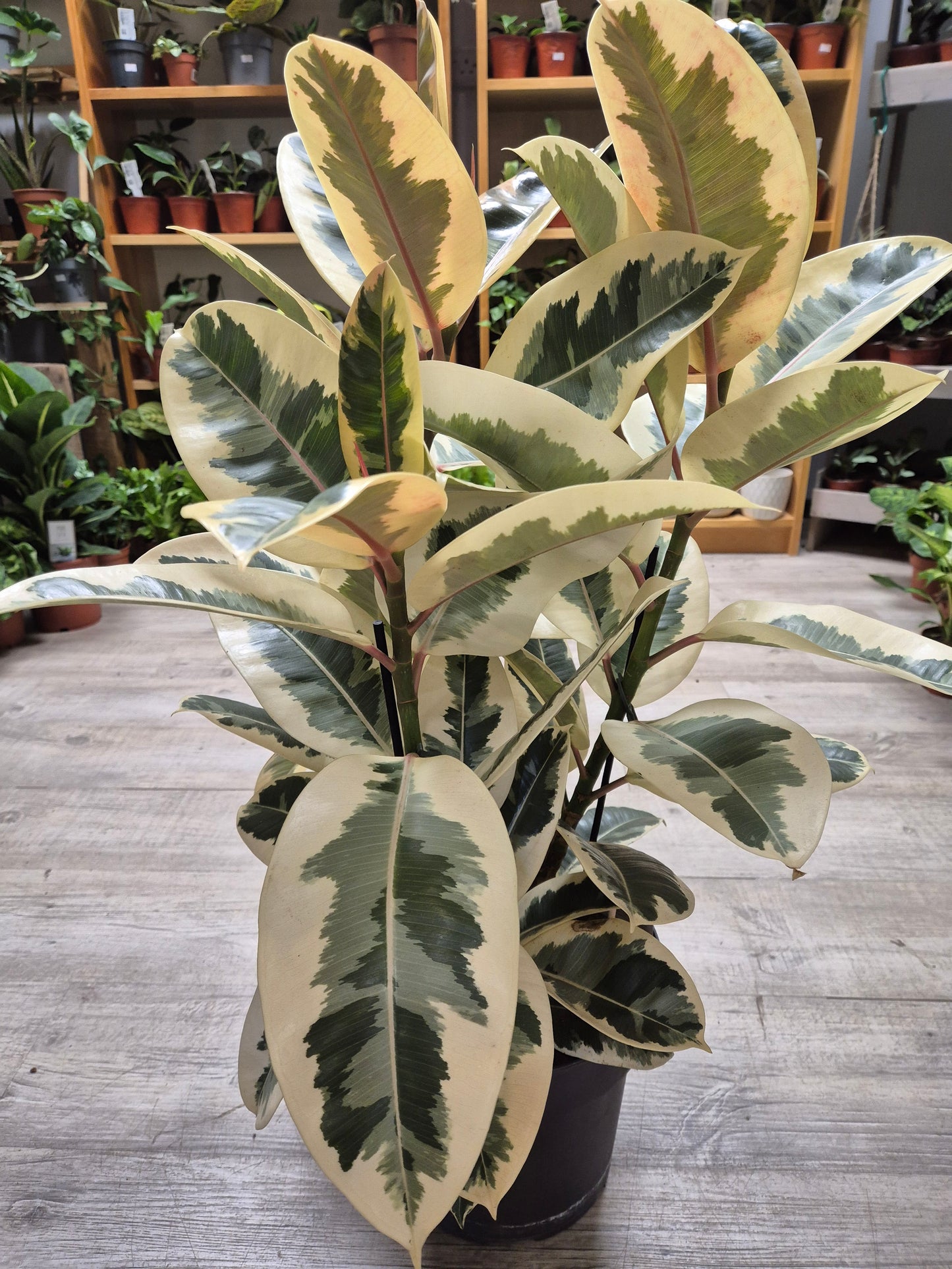 Ficus Tineke - Rubber Plant | Houseplant