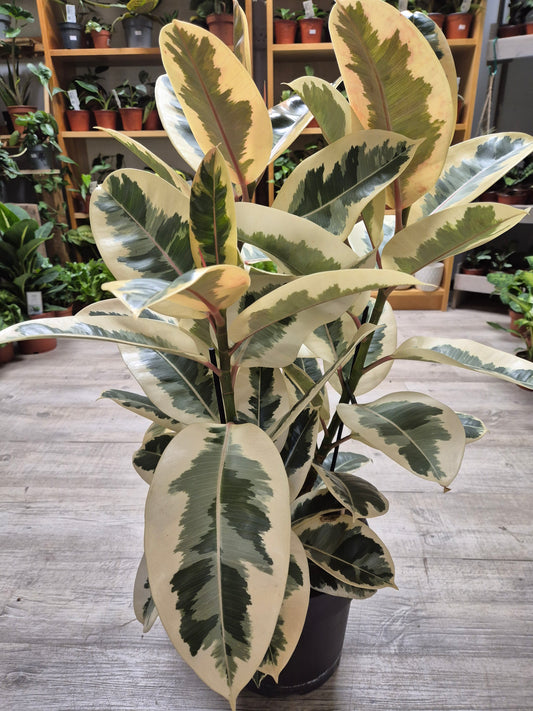 Ficus Tineke - Rubber Plant | Houseplant