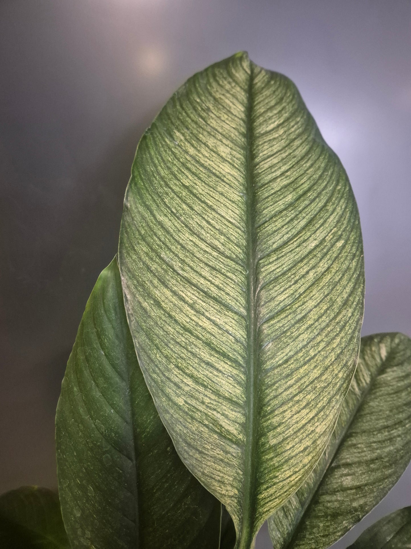 Peace Lily - Spathiphyllum Sensation - 17cm | Houseplant