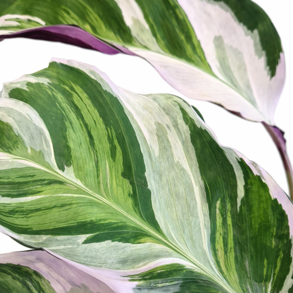 Calathea Fusion White - Prayer Plant - 14cm | Houseplant