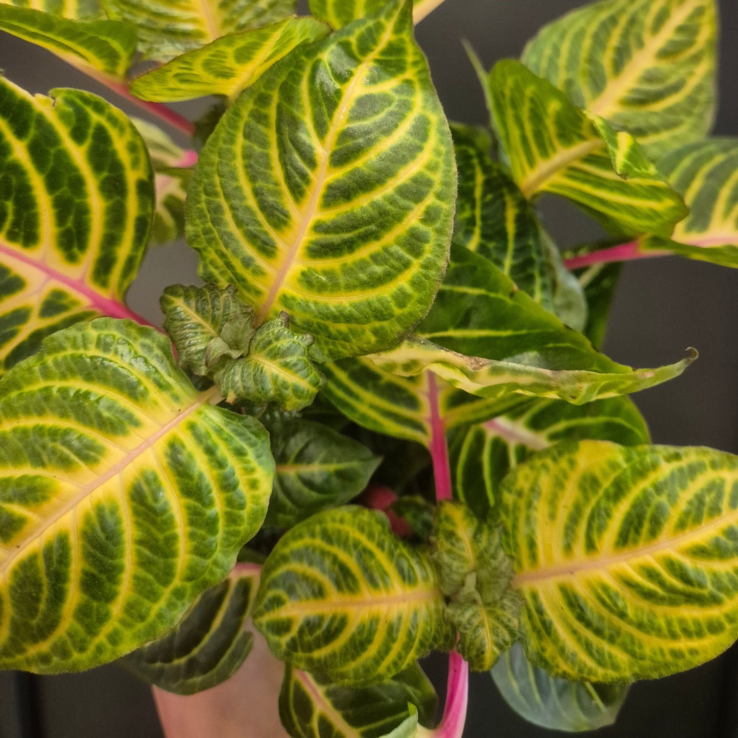 Close-up of a plant with green and yellow leaves on a dark background