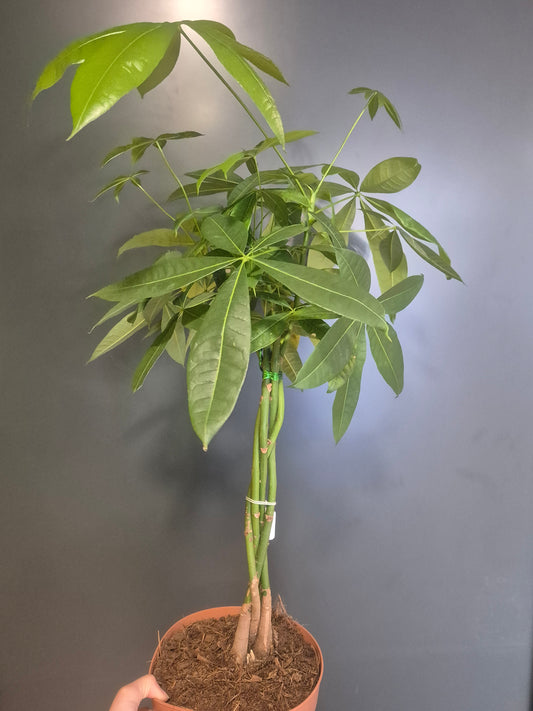 Pachira Aquatica - Money Tree - 21cm | Houseplant