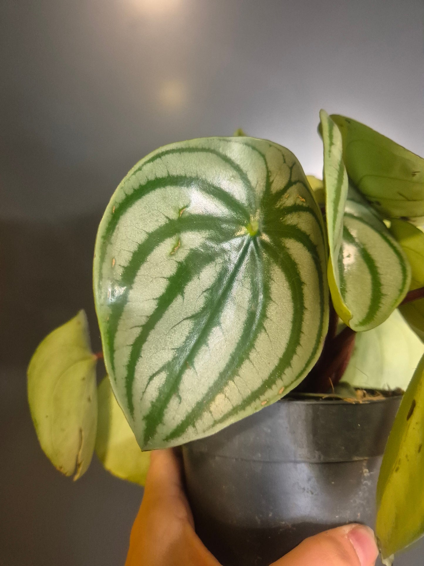 Peperomia argyreia - Peperomia Watermelon - 12cm | Houseplant