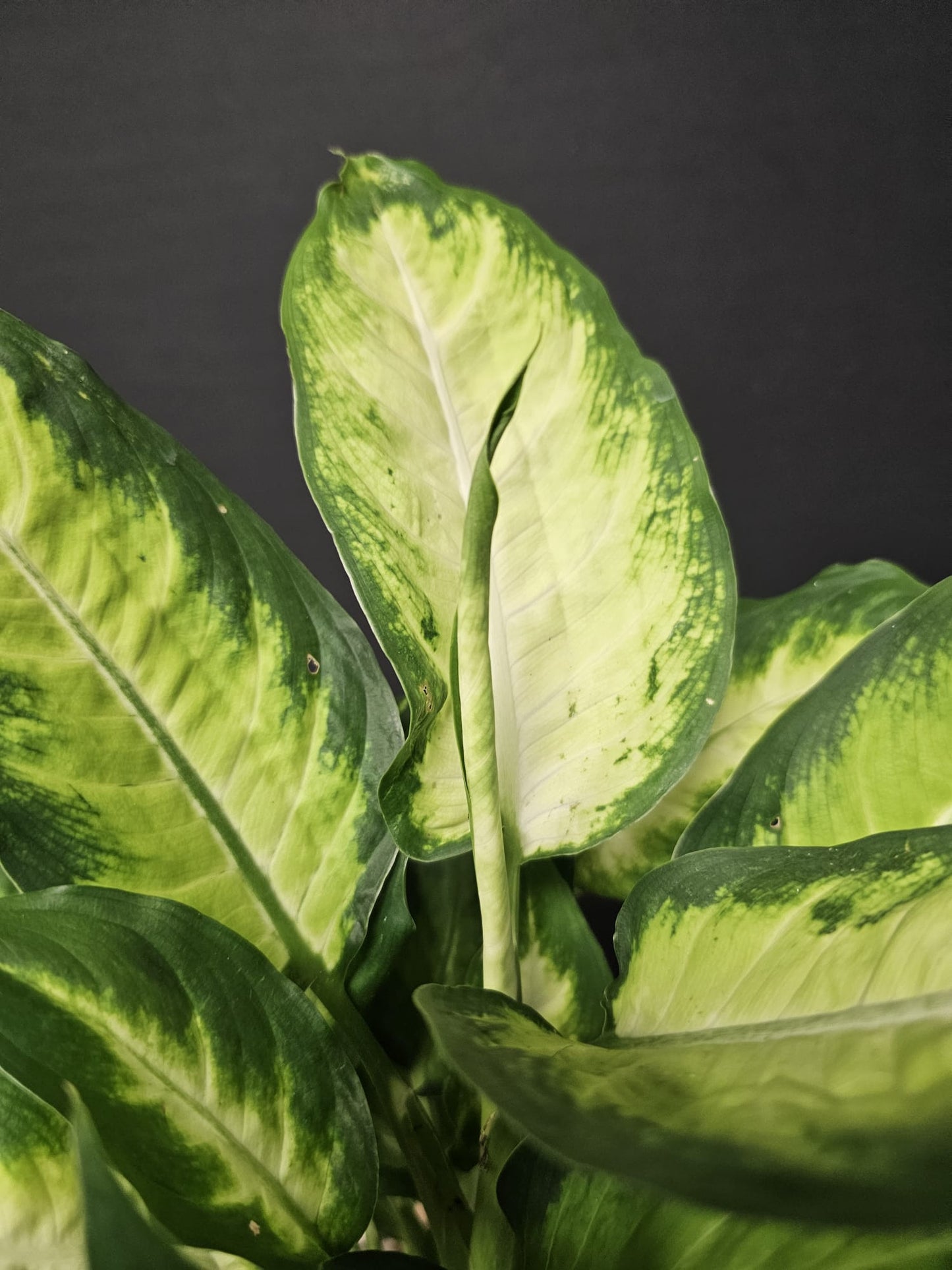 Dieffenbachia - Dumb Cane 'Camilla' | Houseplant