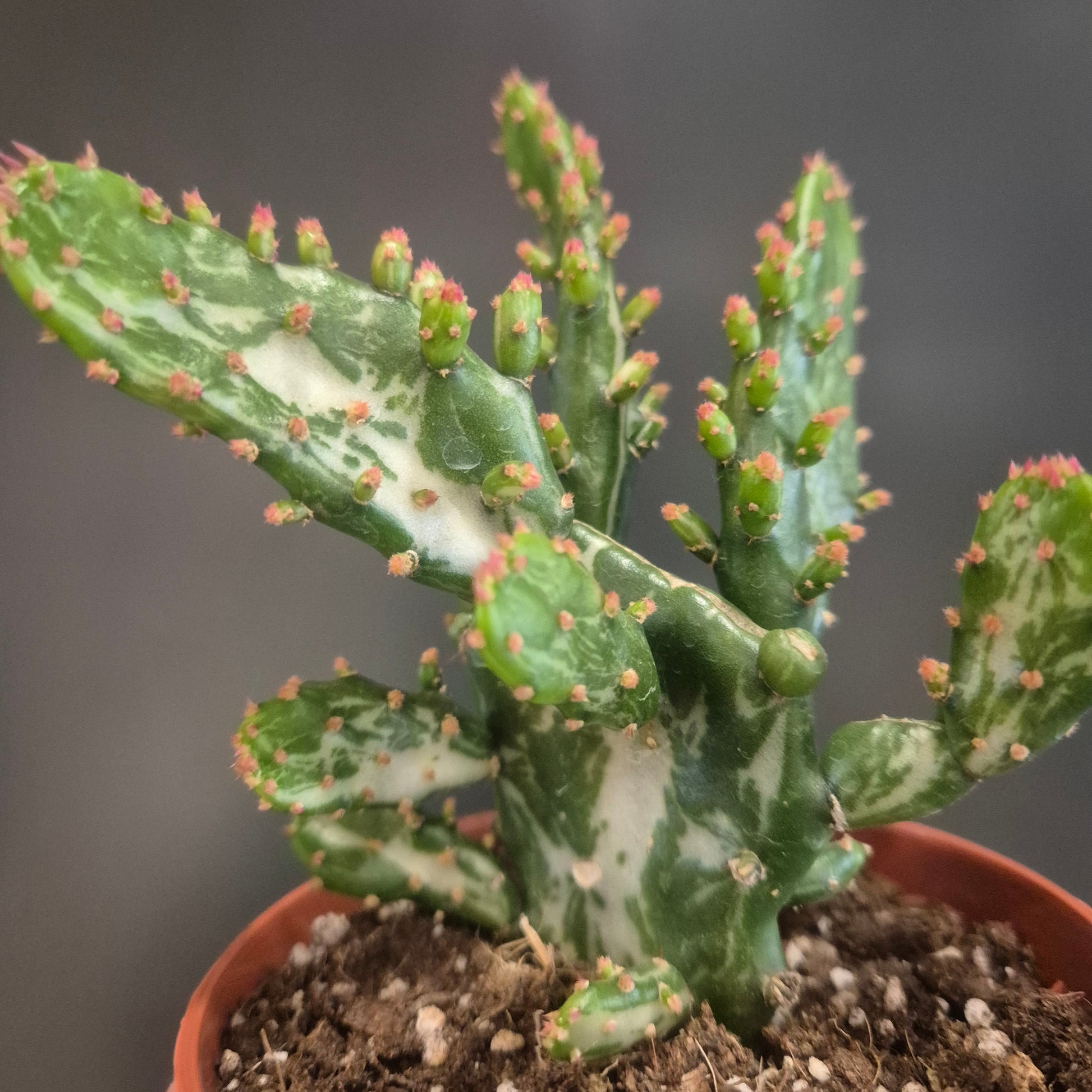 Close-up of a potted cactus with a blurred background