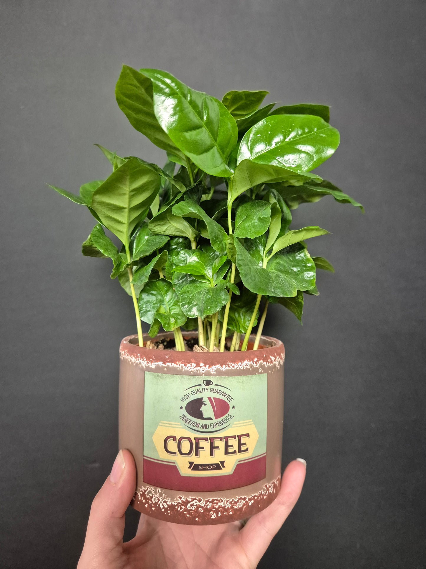 Arabica Coffee Plant | Houseplant