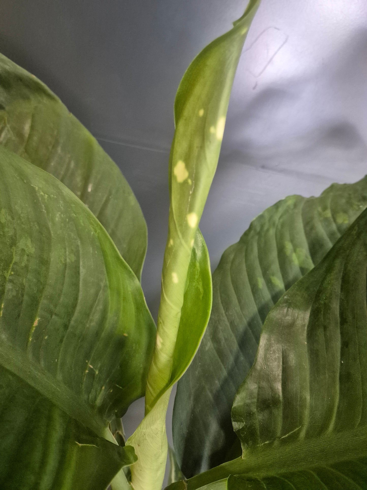 Dieffenbachia Crocodile - Dumb Cane - 24cm | Houseplant