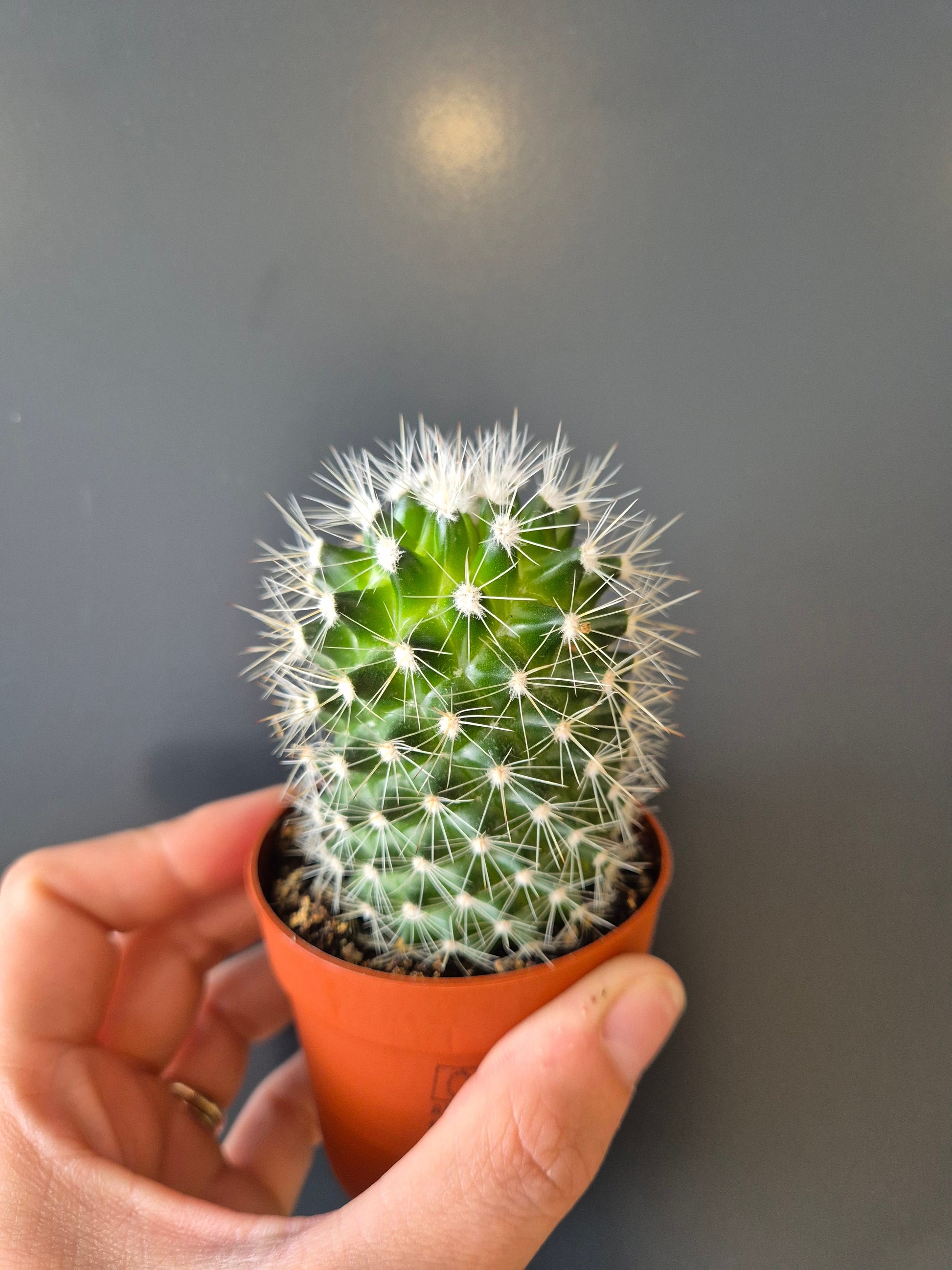 Cactus, Frontal, 1 single tube shaped green cactus with white spikes all around from top to bottom