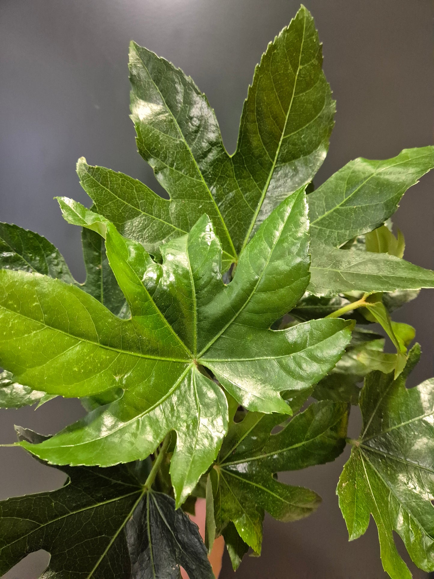 Fatsia Japonica | Houseplant