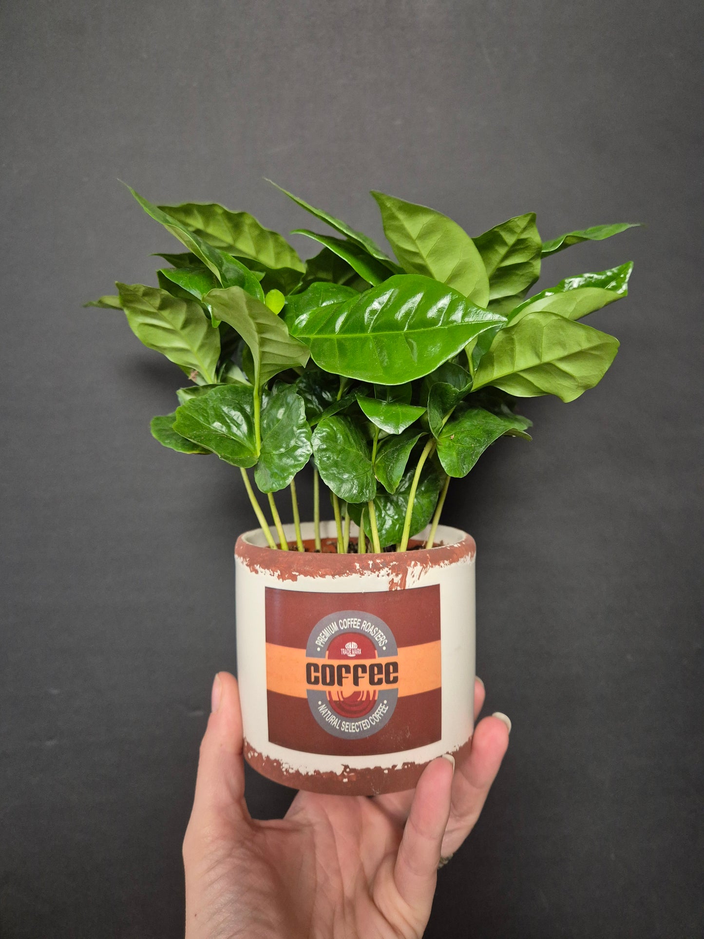 Arabica Coffee Plant | Houseplant
