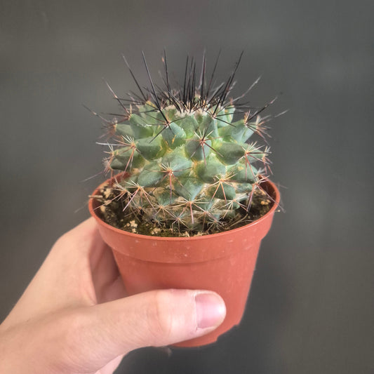 Mammillaria papasquiarensis - Globe Cactus - 8.5cm | Houseplant