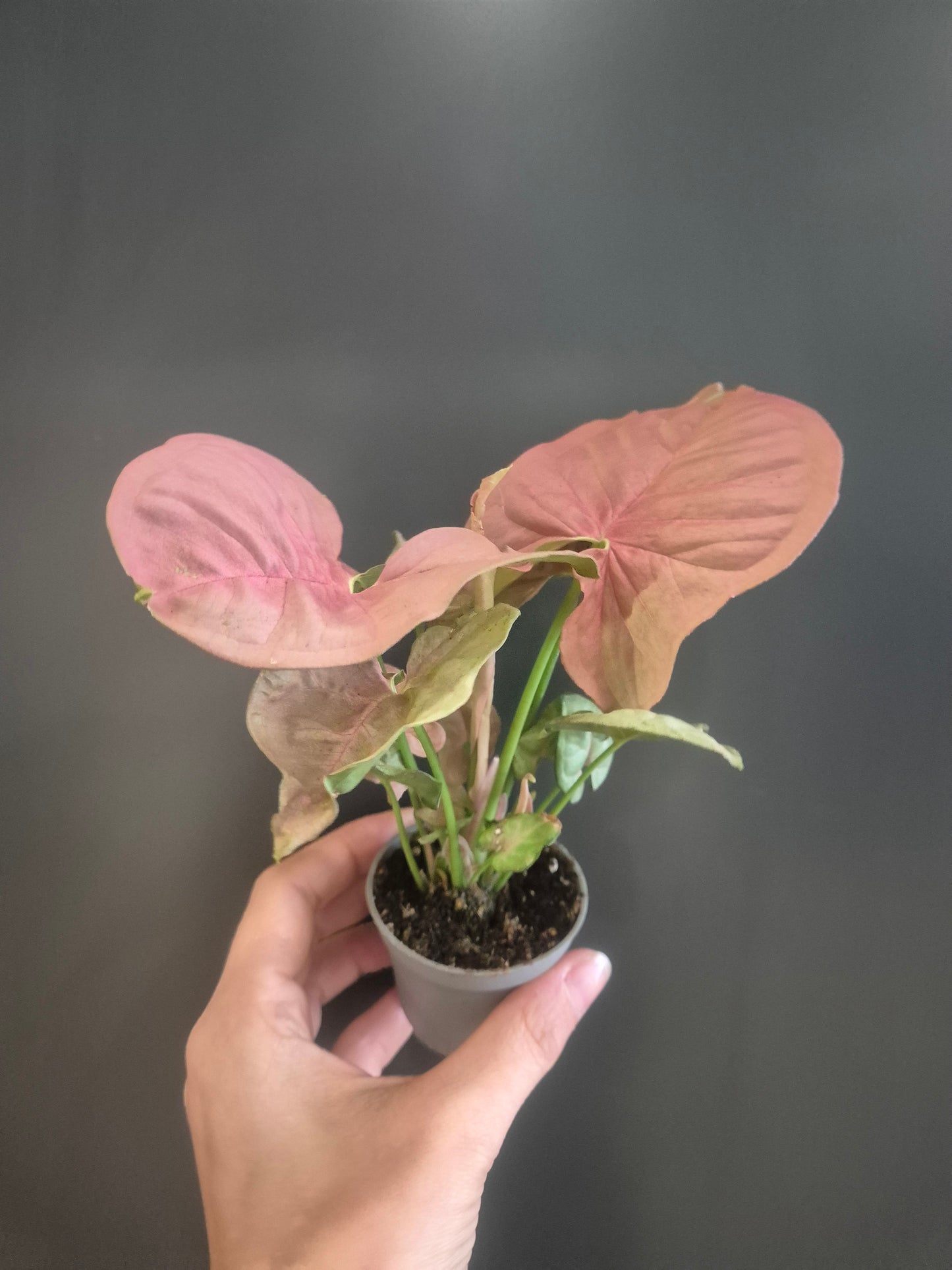 Syngonium Neon Robusta - Pink Arrowhead - 6cm | Houseplant