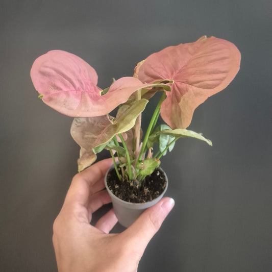 Syngonium Neon Robusta - Pink Arrowhead - 6cm | Houseplant