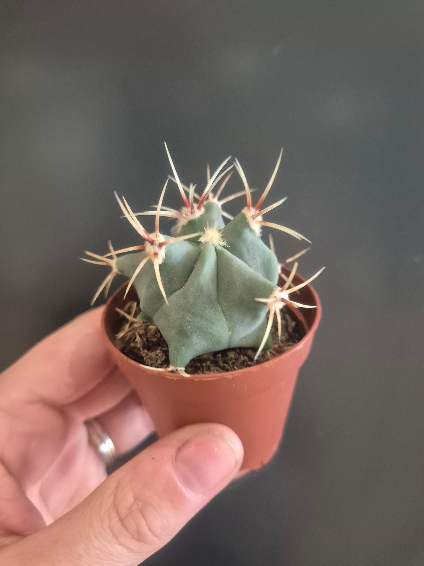 Ferocactus Histrix - Barrel Cactus - 5.5cm | Houseplant