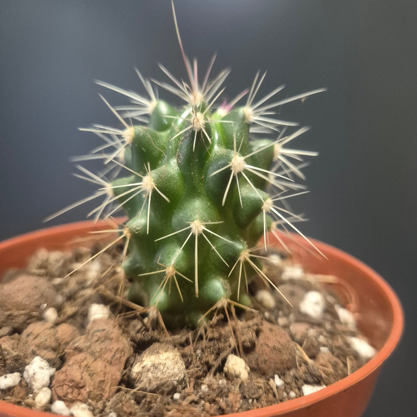 Scarlet Hedgehog Cactus - Echinocereus coccineus - 8.5cm | Houseplant