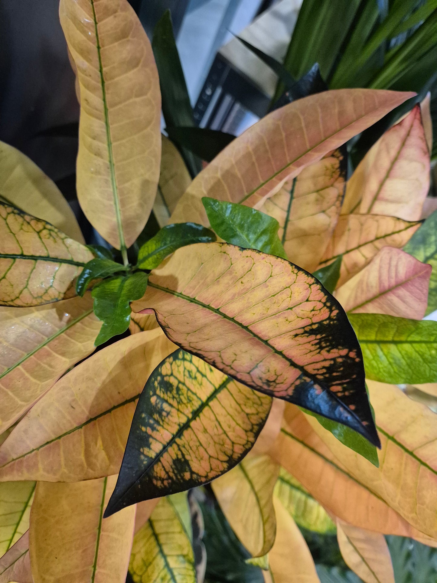 Codiaeum - Croton | Houseplant