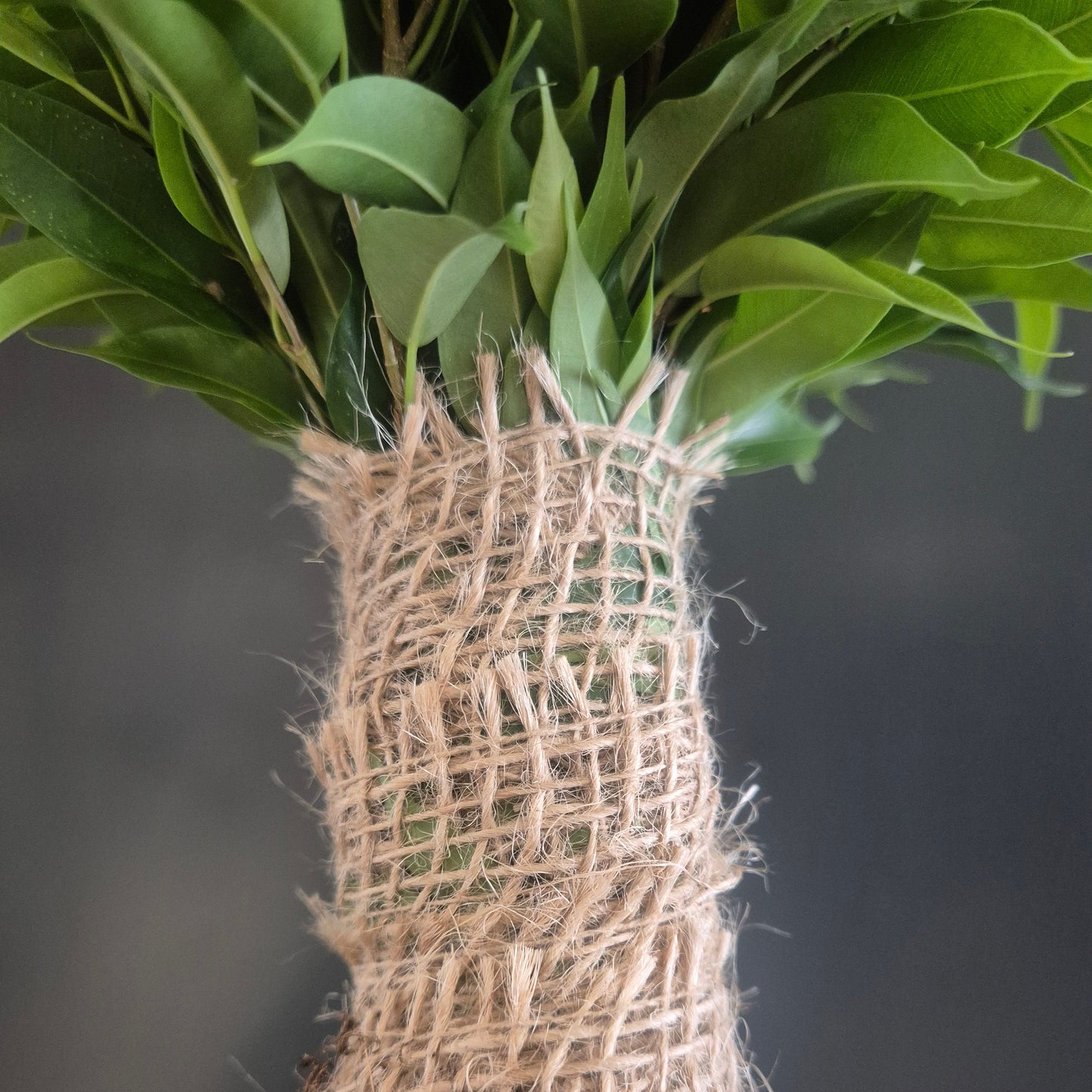 Ficus Natasja - Weeping Fig - 12cm | Houseplant