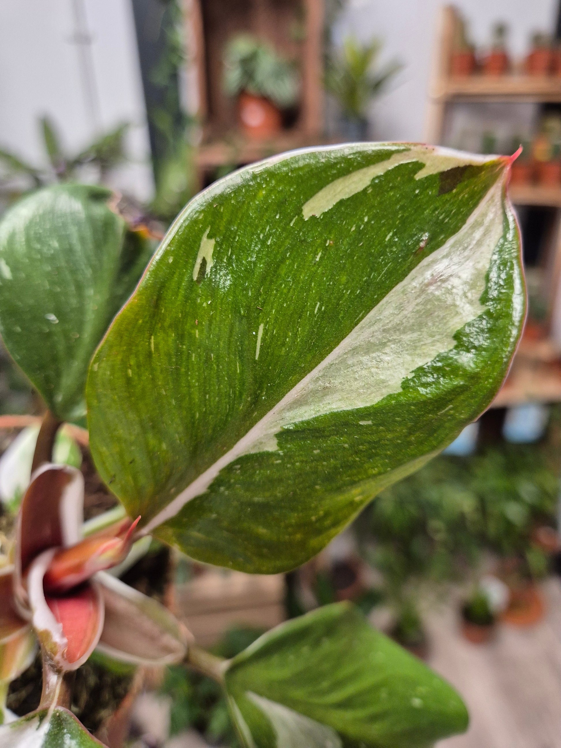 Philodendron White Knight | Houseplant Plant Paradise By Gemma