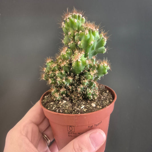 Peruvian Apple Cactus - Cereus pervianus - 8.5cm | Houseplant