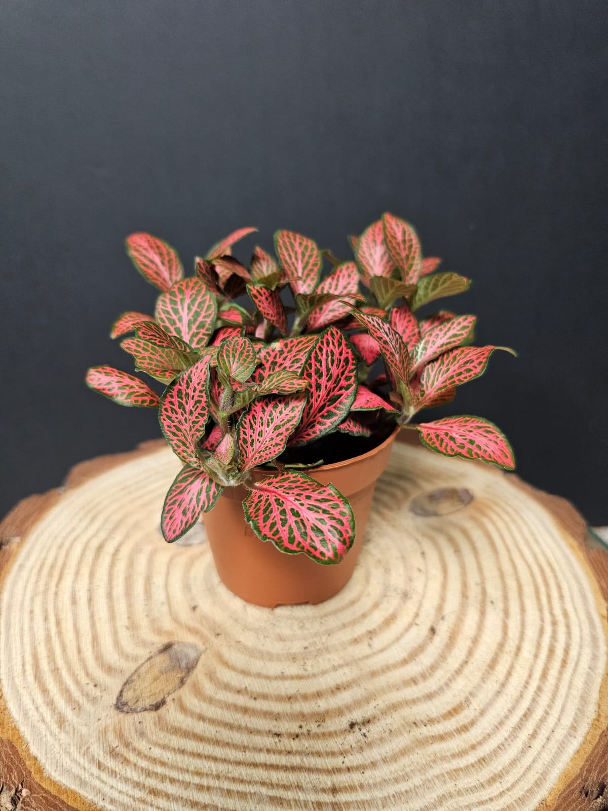 Fittonia - Nerve Plant | Houseplant
