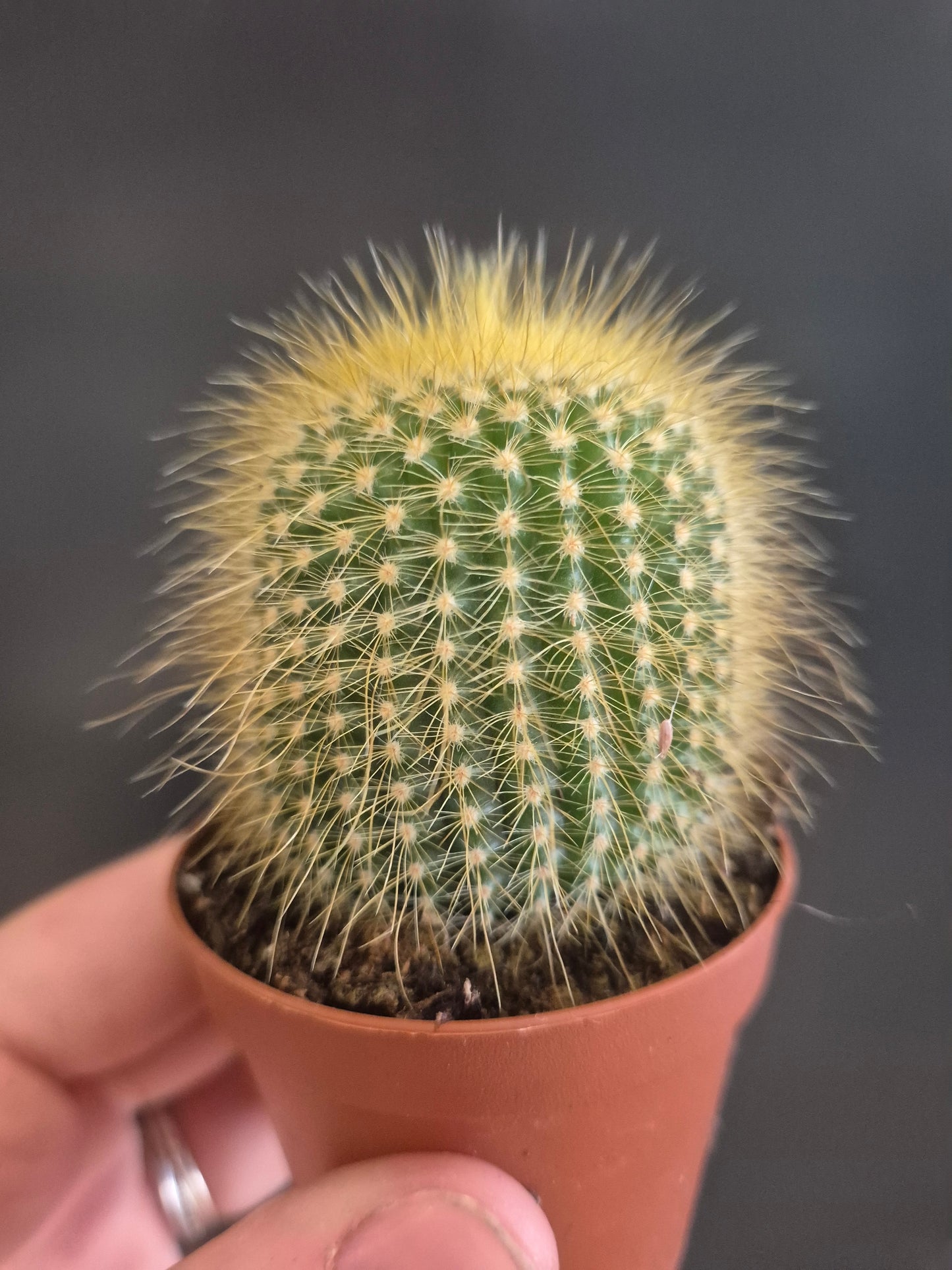 Golden Ball Cactus  - Parodia leninghausii - 5.5cm | Houseplant
