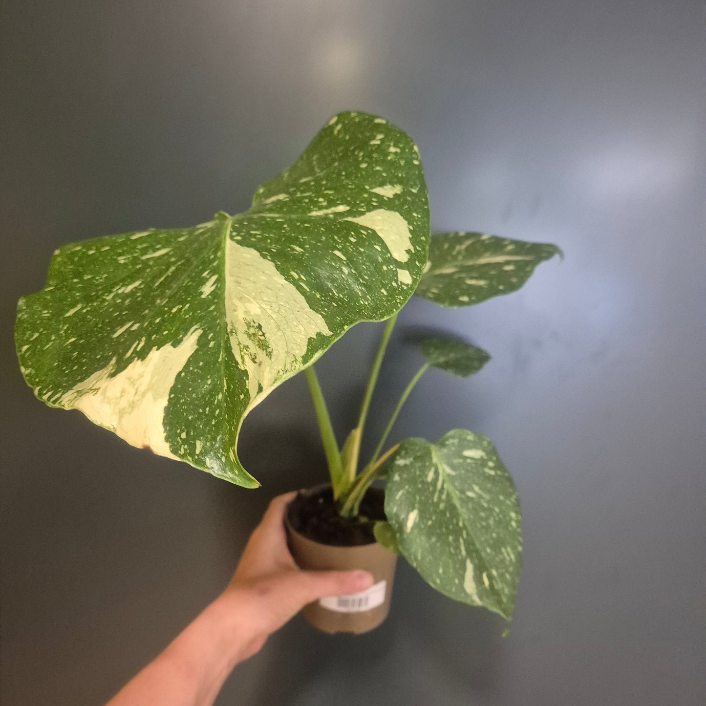 Monstera Thai Constellation - 11cm | Houseplant