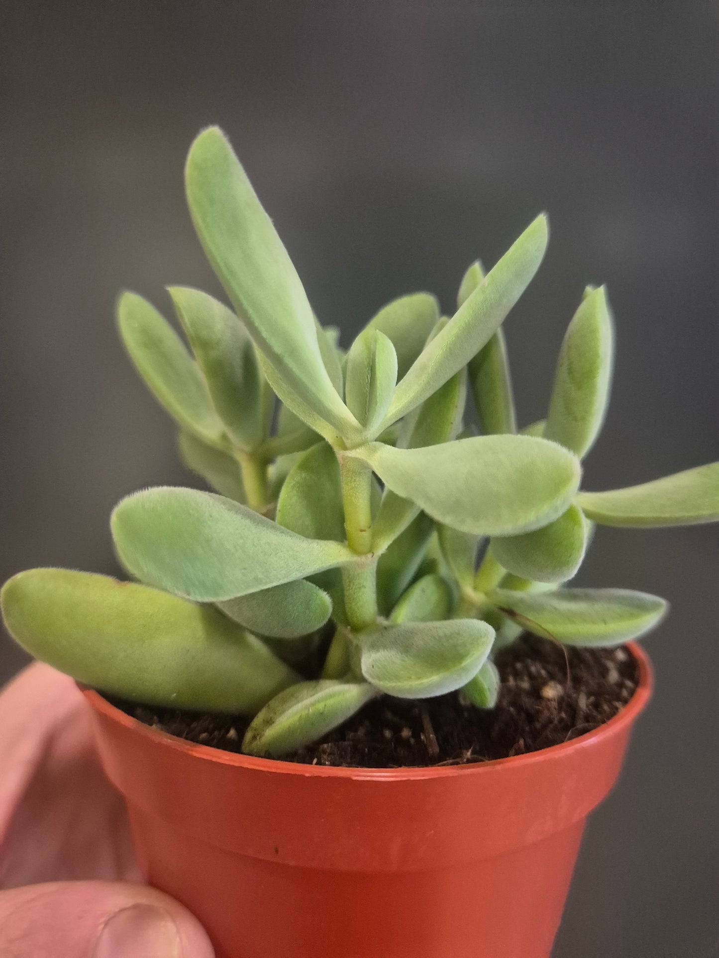 Crassula cephalophora - Mini Propeller Plant - 8.5cm | Houseplant