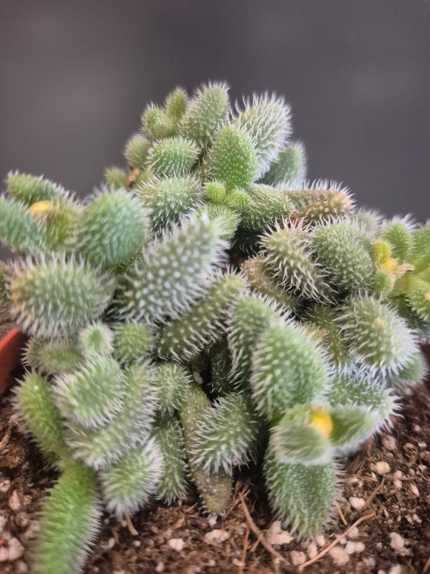 Pickle Plant - Delosperma echinatum - 8.5cm | Houseplant
