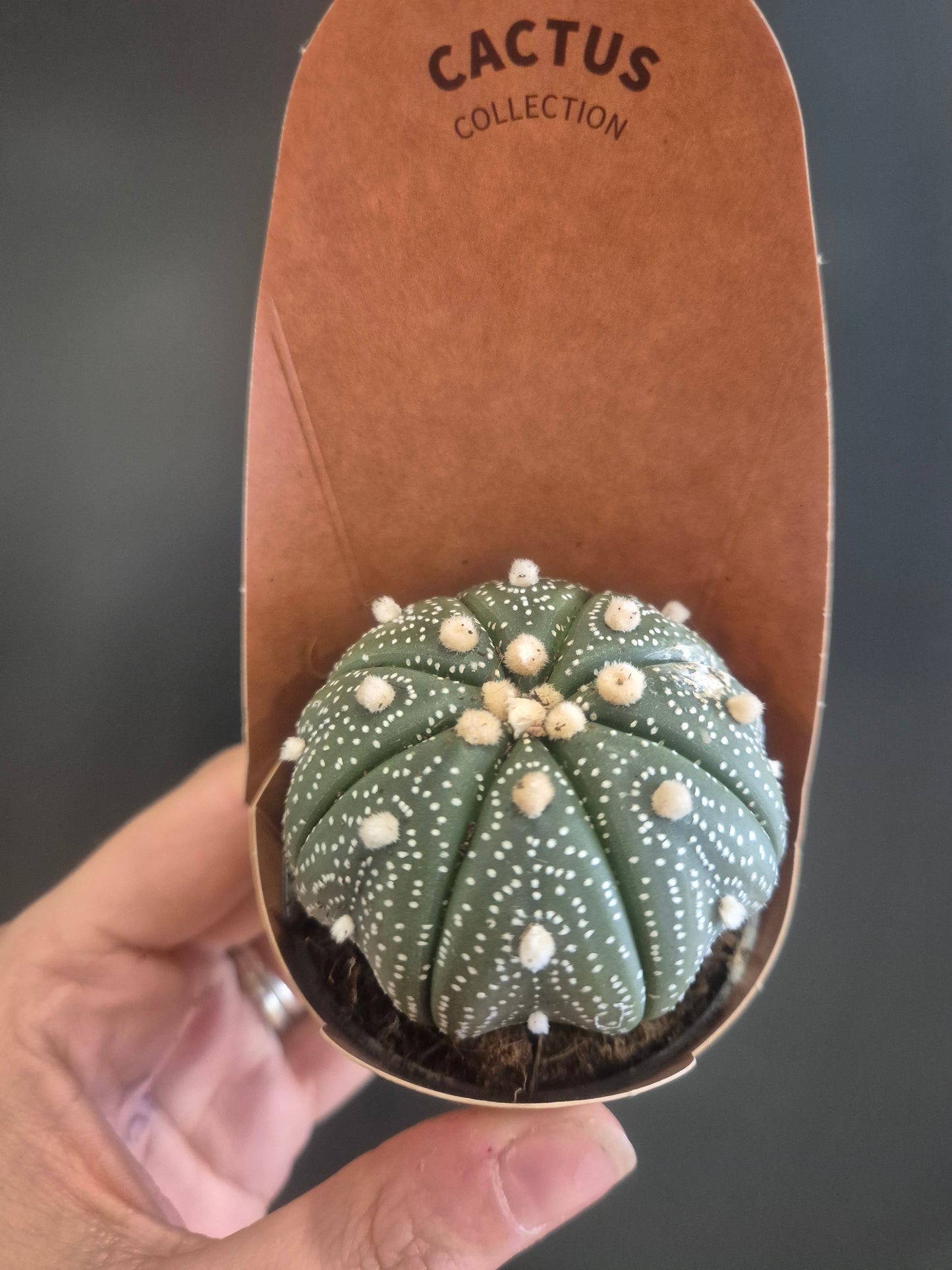Astrophytum Ornatum Houseplant | Monk's Hood Cactus | Easy Care Cactus 6cm