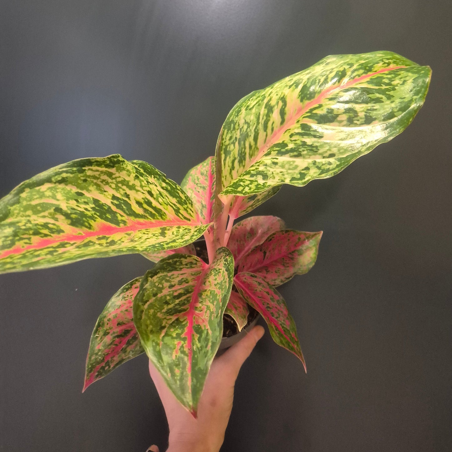 Variegated leaf plant held by a hand against a dark background