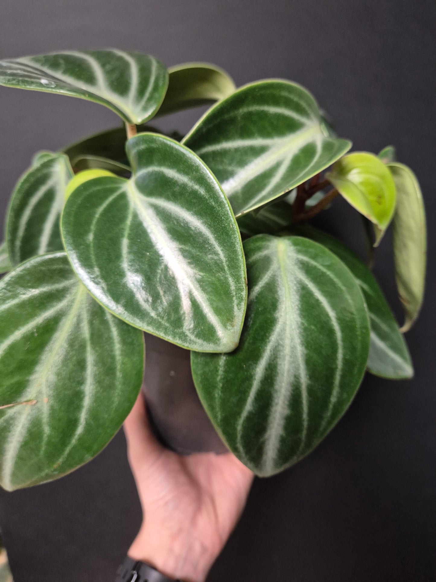 Peperomia Sarcophylla - Chinese Money Plant