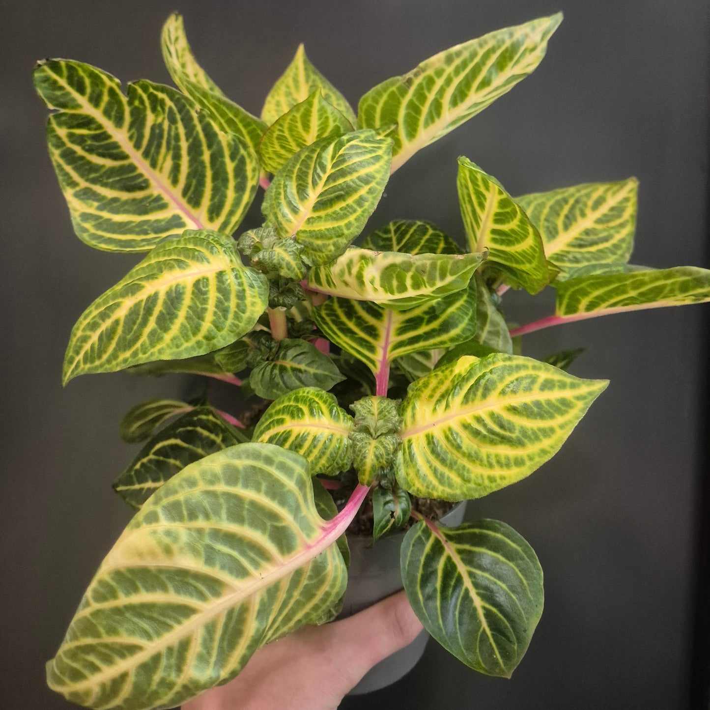 Variegated leaf plant held by a hand against a dark background