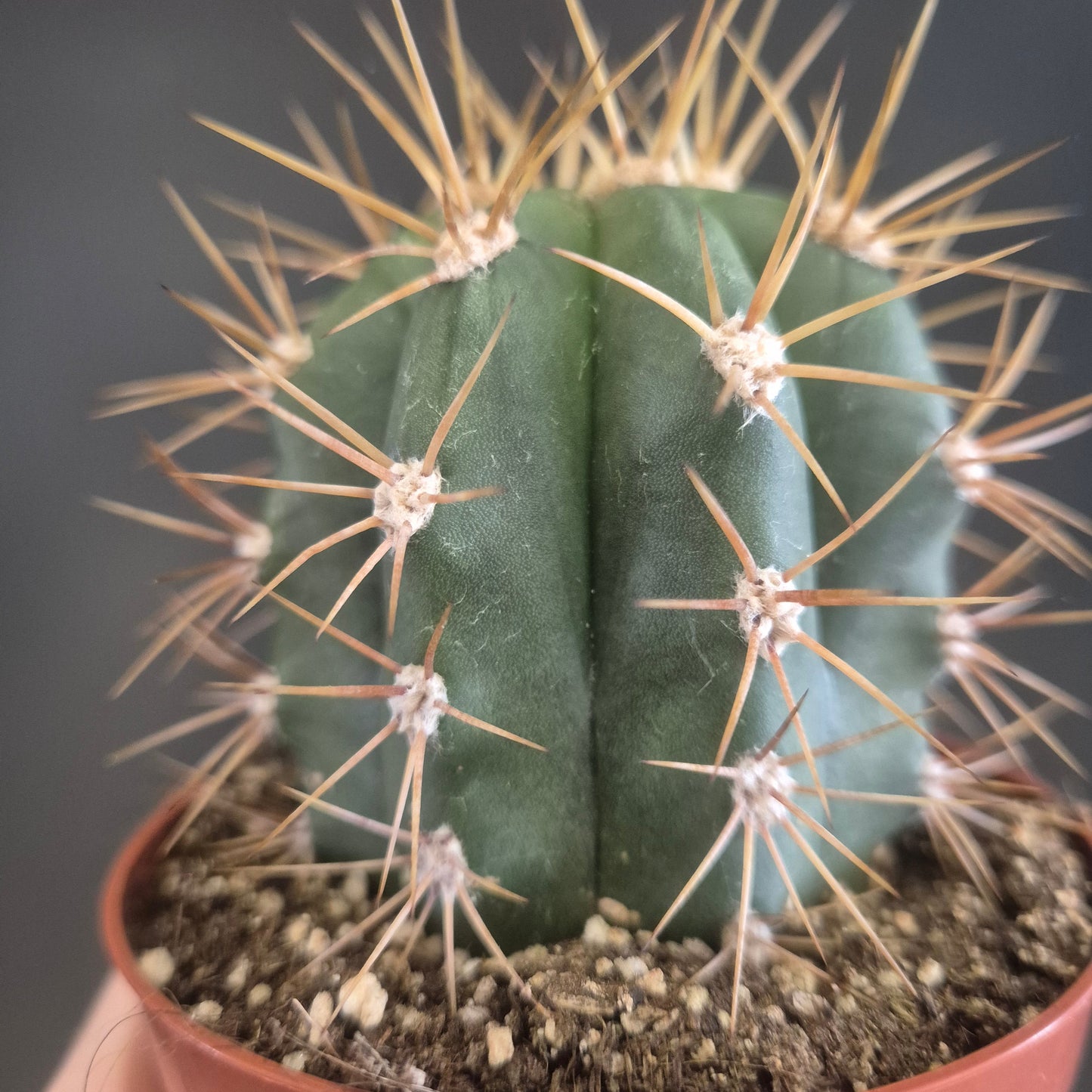 Trichocereus terscheckii - Argentine Saguaro Cactus - 8.5cm | Houseplant