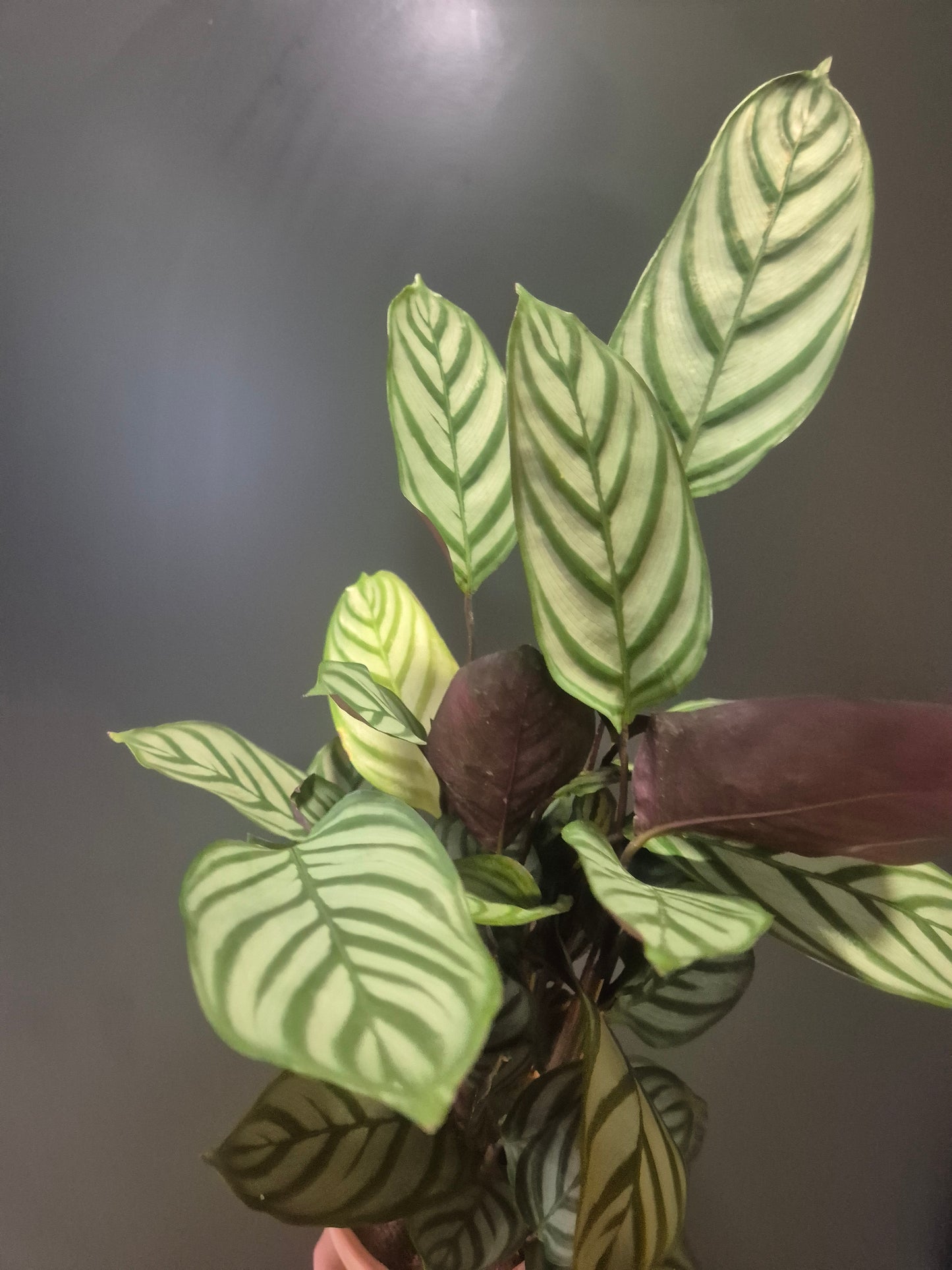 Calathea Compact Star - Prayer Plant - 14cm | Houseplant