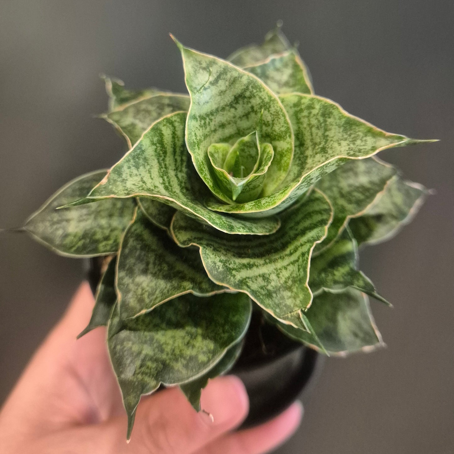 Sansevieria Mix - Snake Plants - 7.5cm | Houseplant
