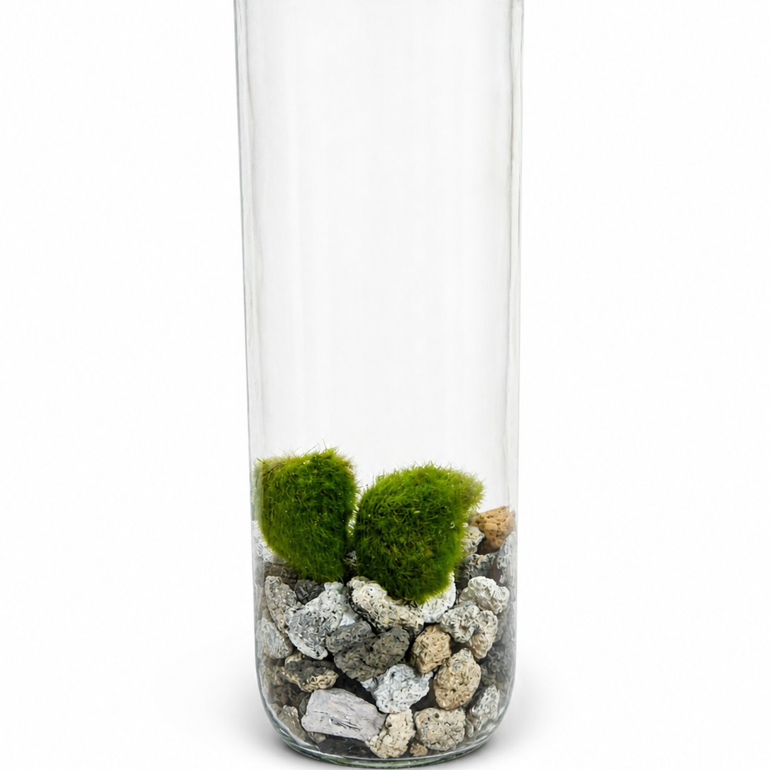 Marimo Mossball - Terrarium - 6cm | Houseplant