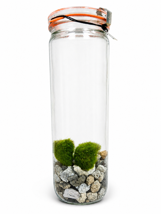 Marimo Mossball - Terrarium - 6cm | Houseplant
