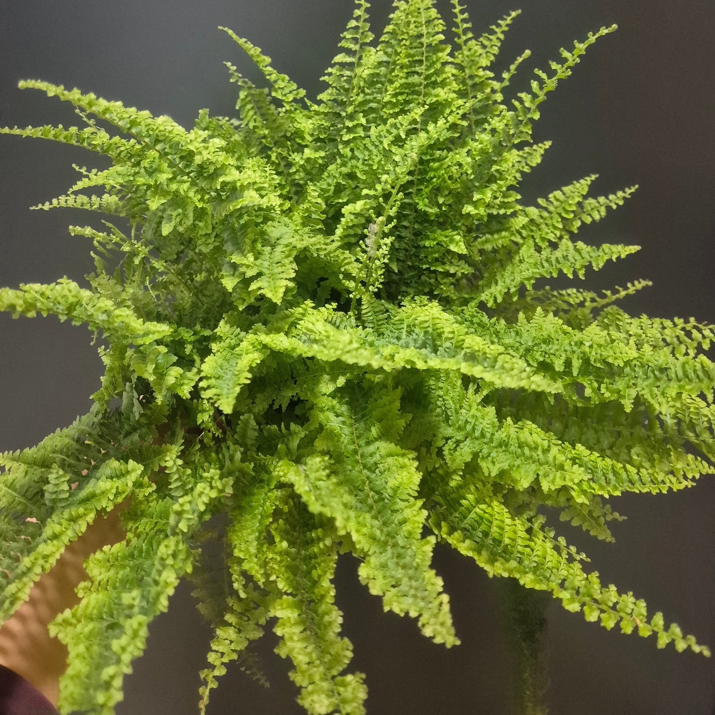 Green fern plant against a dark background