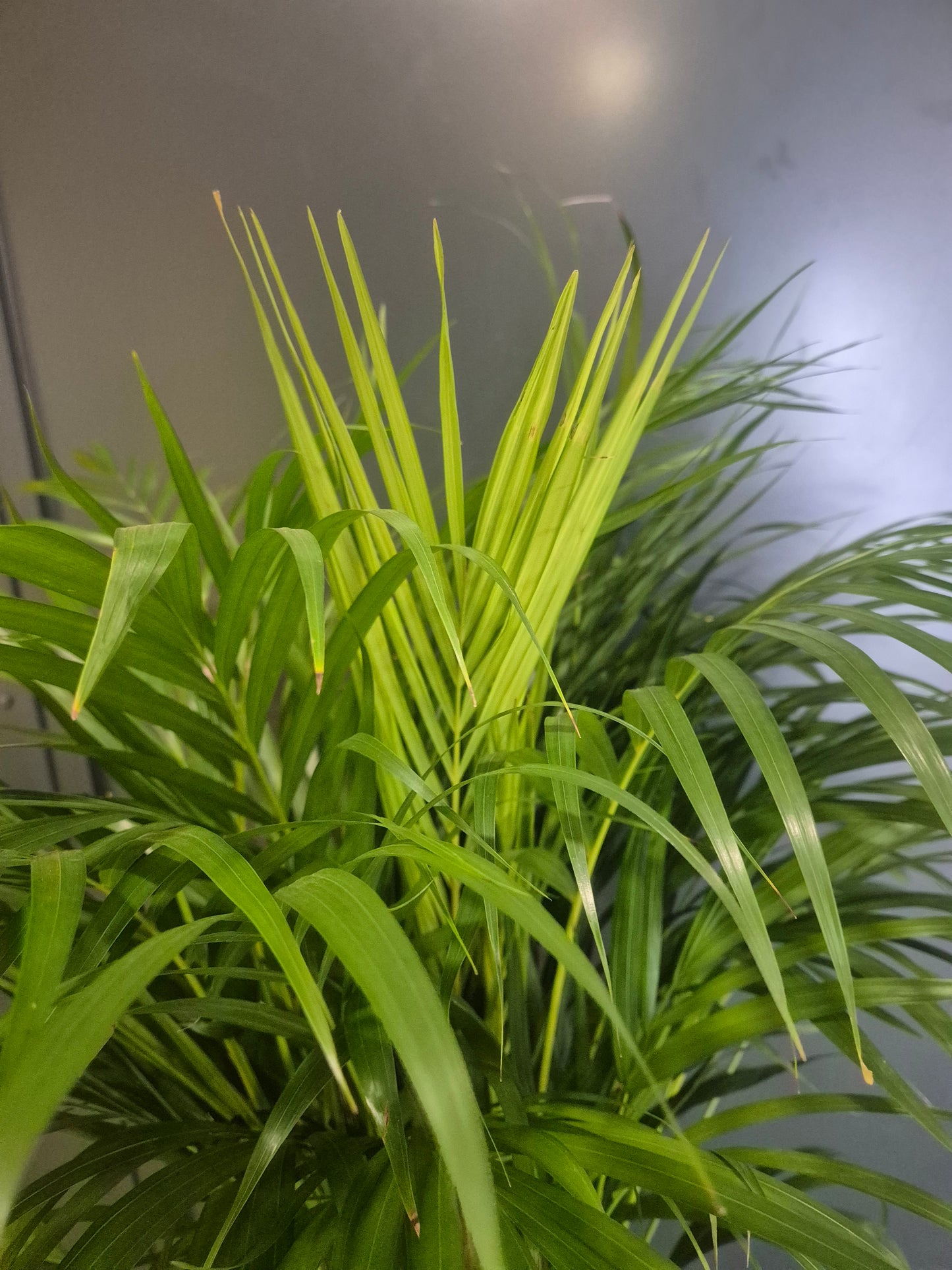 Dypsis Lutescens - Areca Palm - 24cm | Houseplant
