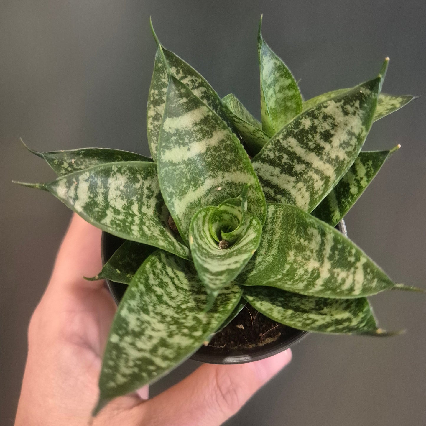 Sansevieria Mix - Snake Plants - 7.5cm | Houseplant