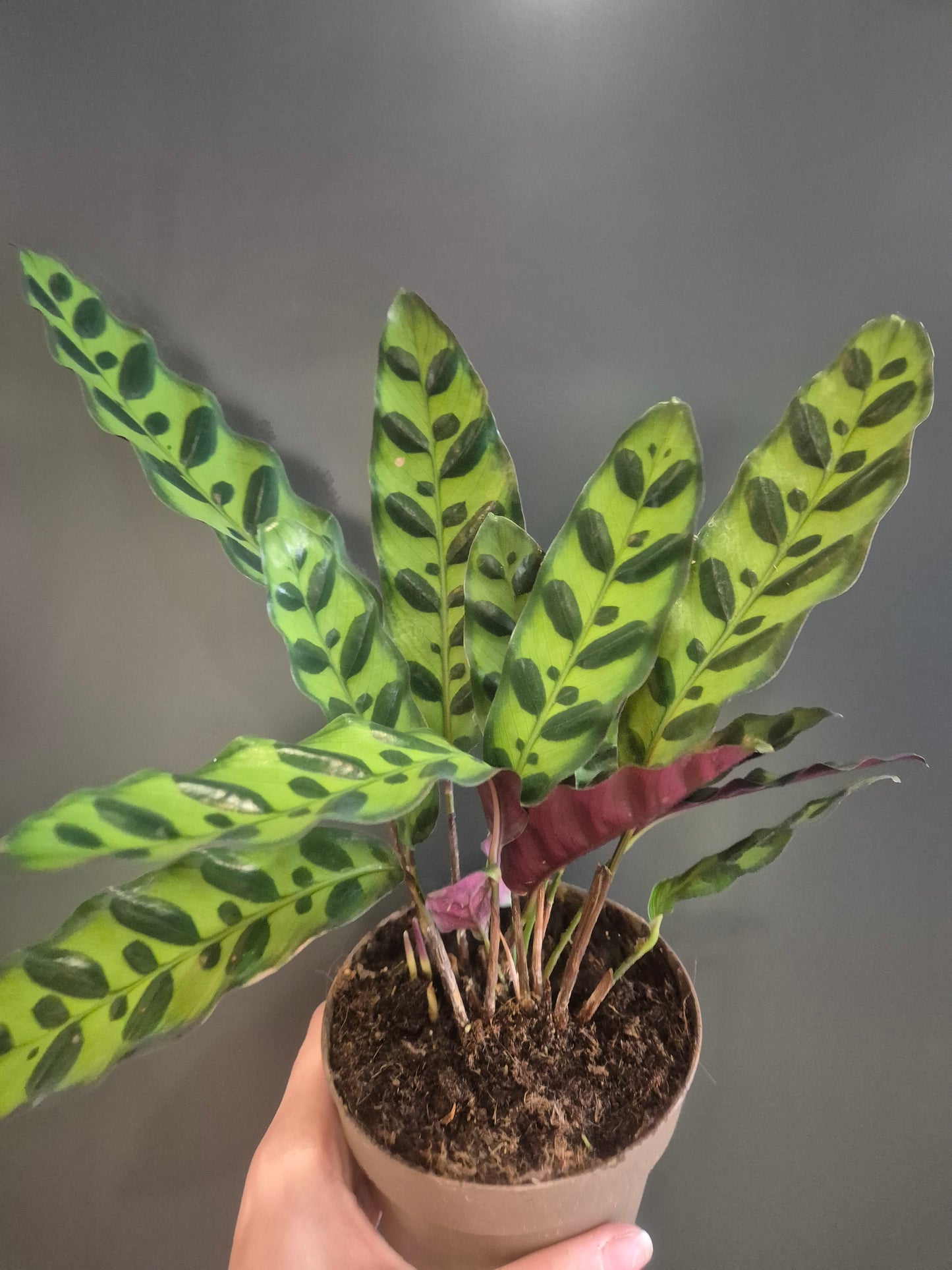 Calathea Lancifolia - Rattlesnake | 11cm pot | Houseplant