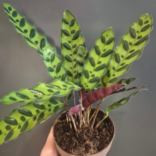 A potted Calathea Lancifolia plant with distinctive green and dark green striped leaves, held in a hand against a dark grey background.