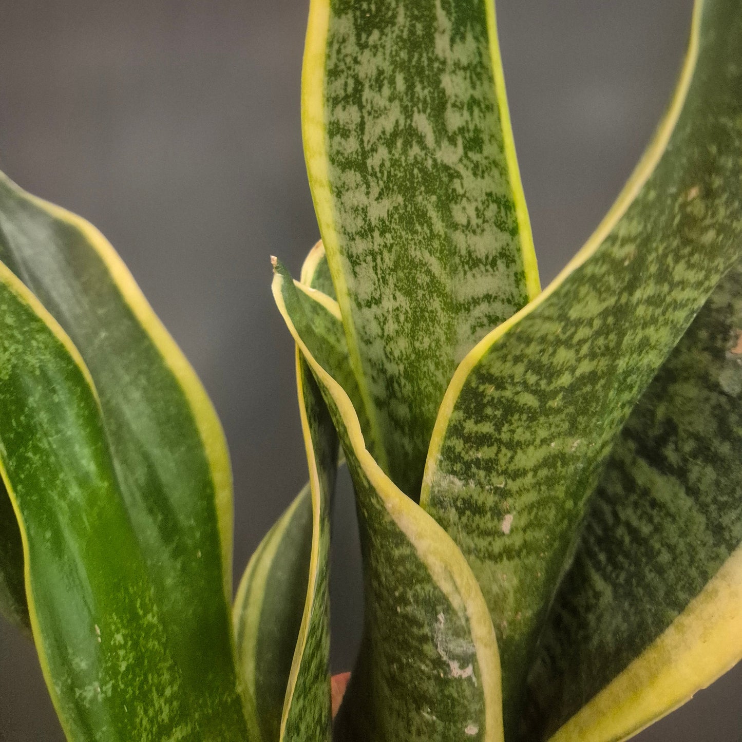 Sansevieria Futura Superba - Snake Plant - 12cm | Houseplant