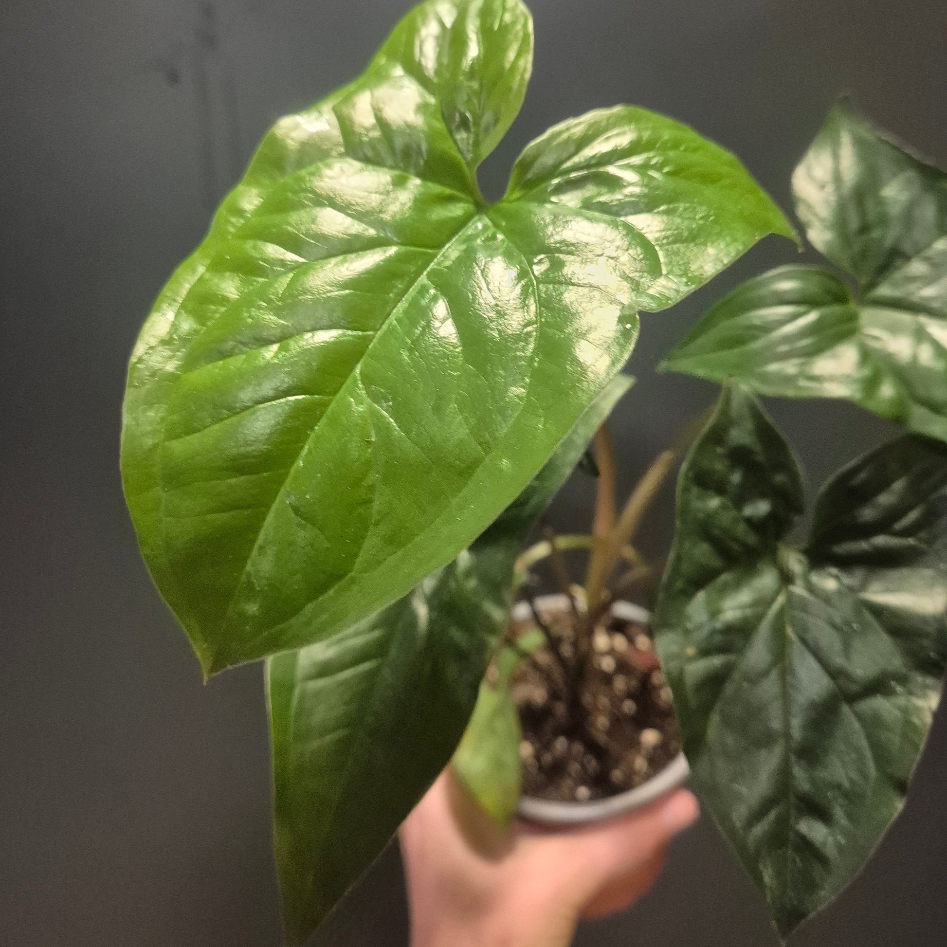Hand holding a potted plant with large green leaves against a dark background