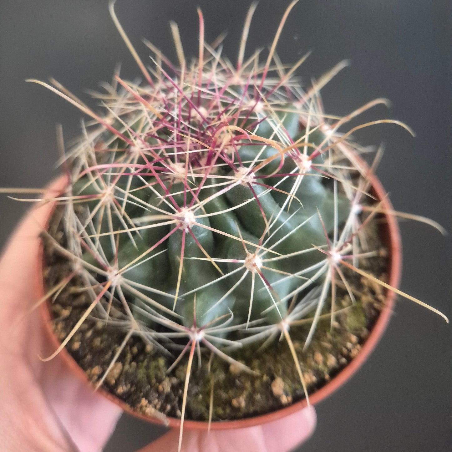 Barrel Cactus - Ferocactus - 8.5cm | Houseplant
