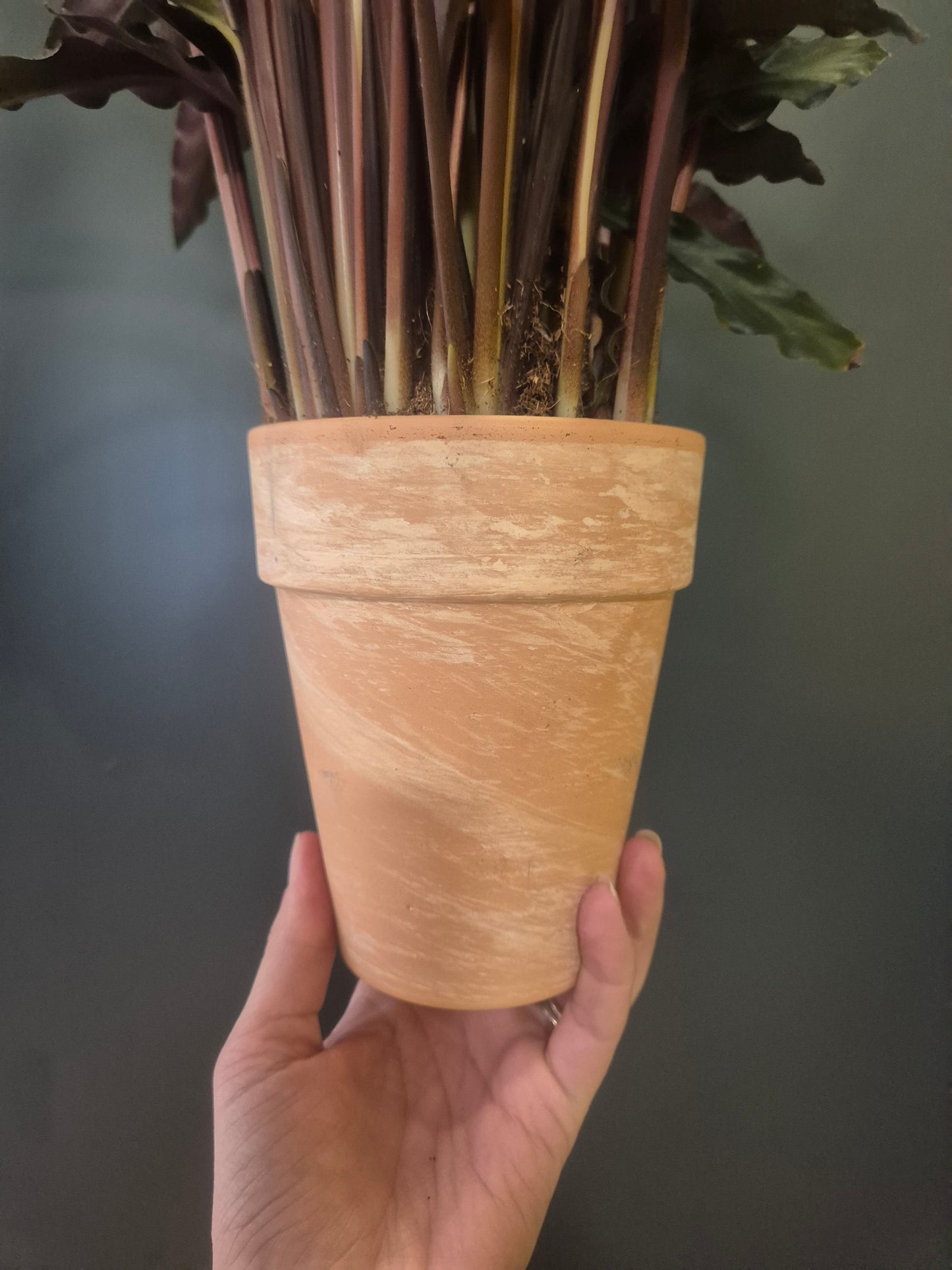 Calathea Rufibarba - Prayer Plant - 14cm | Houseplant