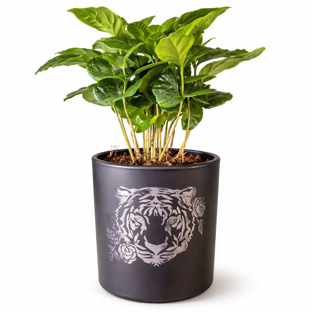 Arabica Coffee Plant and Pot - 9.5cm | Houseplant