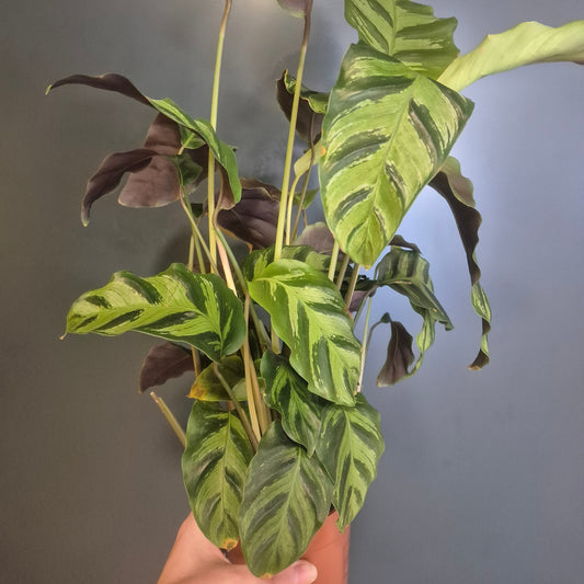 A Calathea Louisae houseplant with green and orange variegated leaves, held by a hand against a grey background.