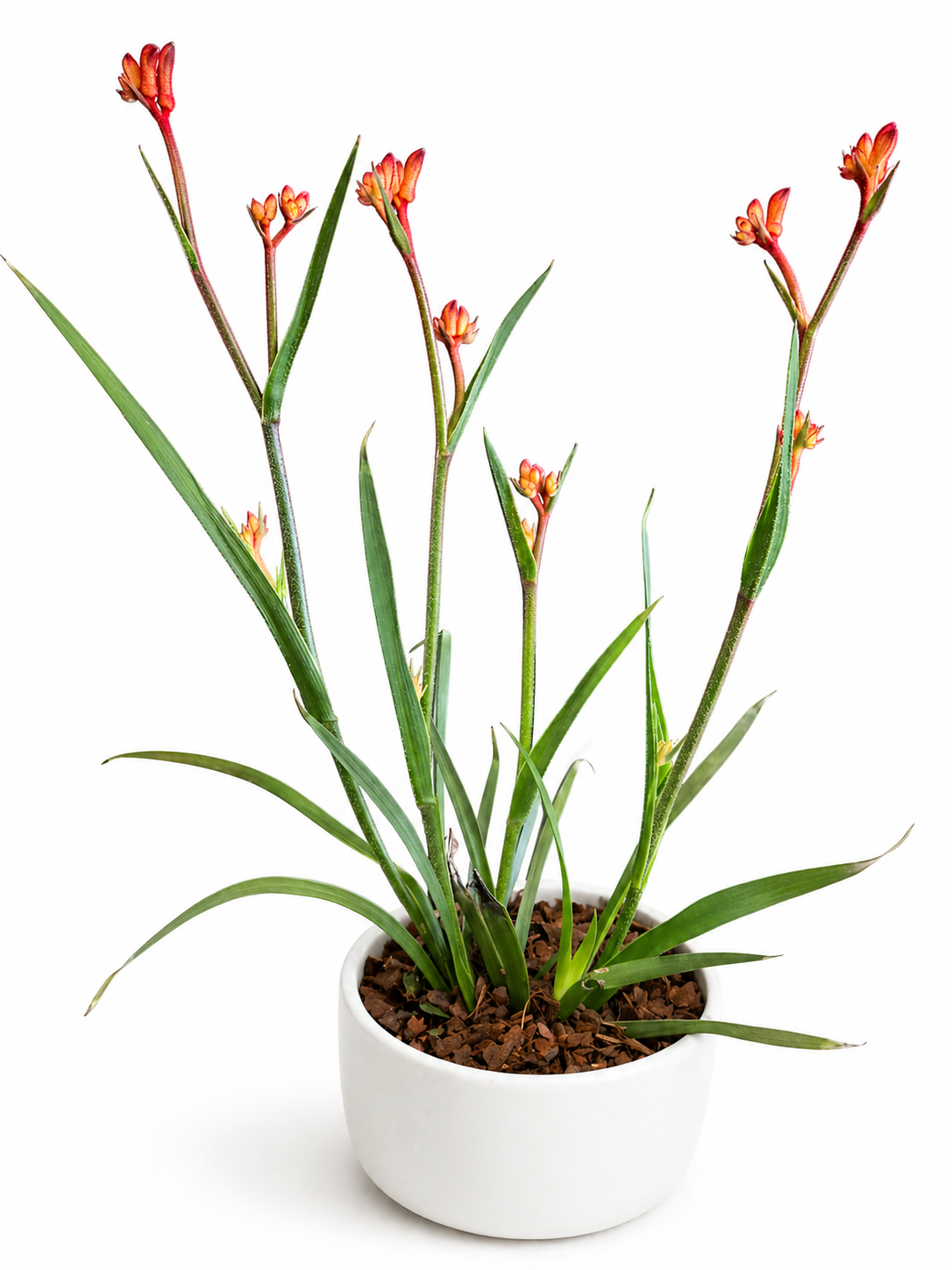 Anigozanthos - Kangaroo Paws - 12cm | Houseplant